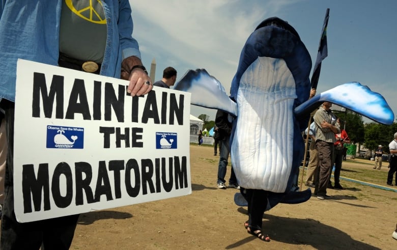 A sign reading 'Maintain the Moratorium' next to an inflatable orca.