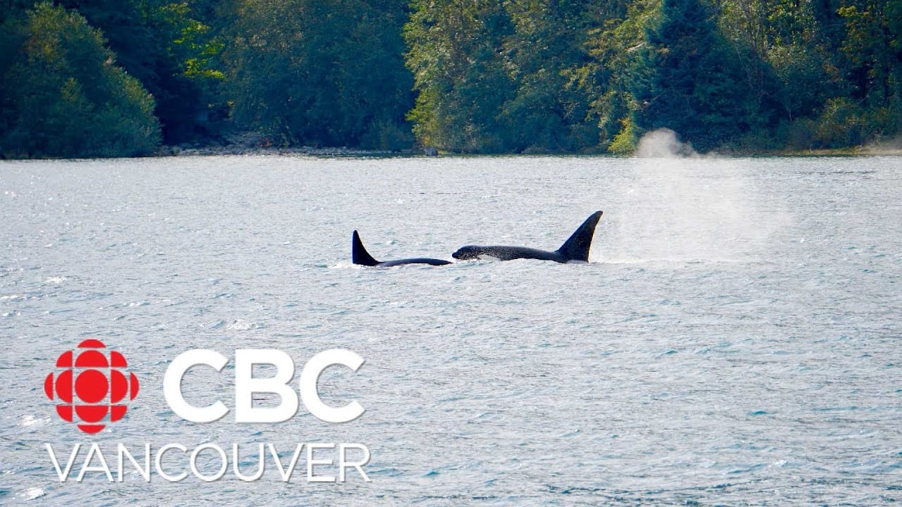 how an orca held captive at the vancouver aquarium helped change the worlds view on killer whales