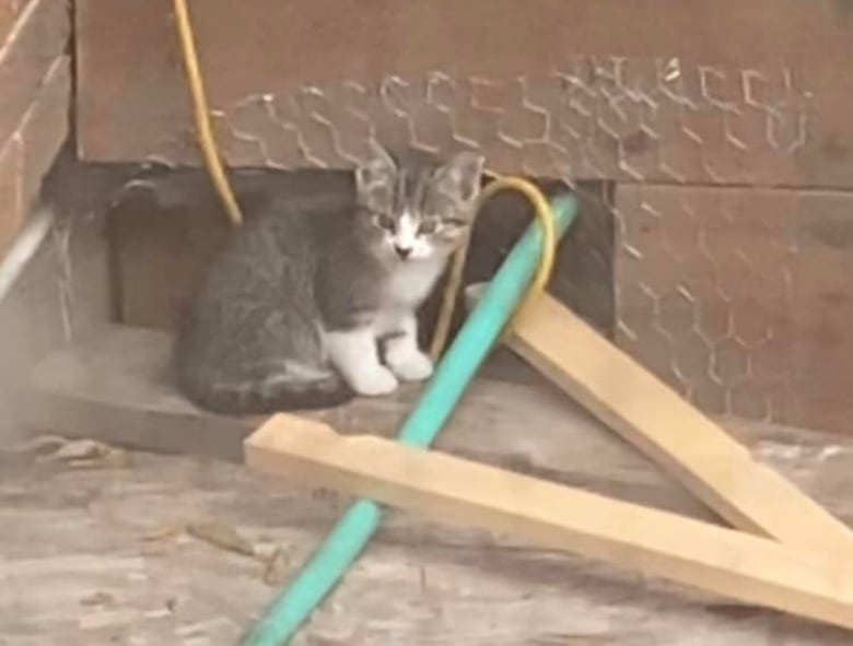 A cat sits next to an opening of a deck, near some chicken wire.