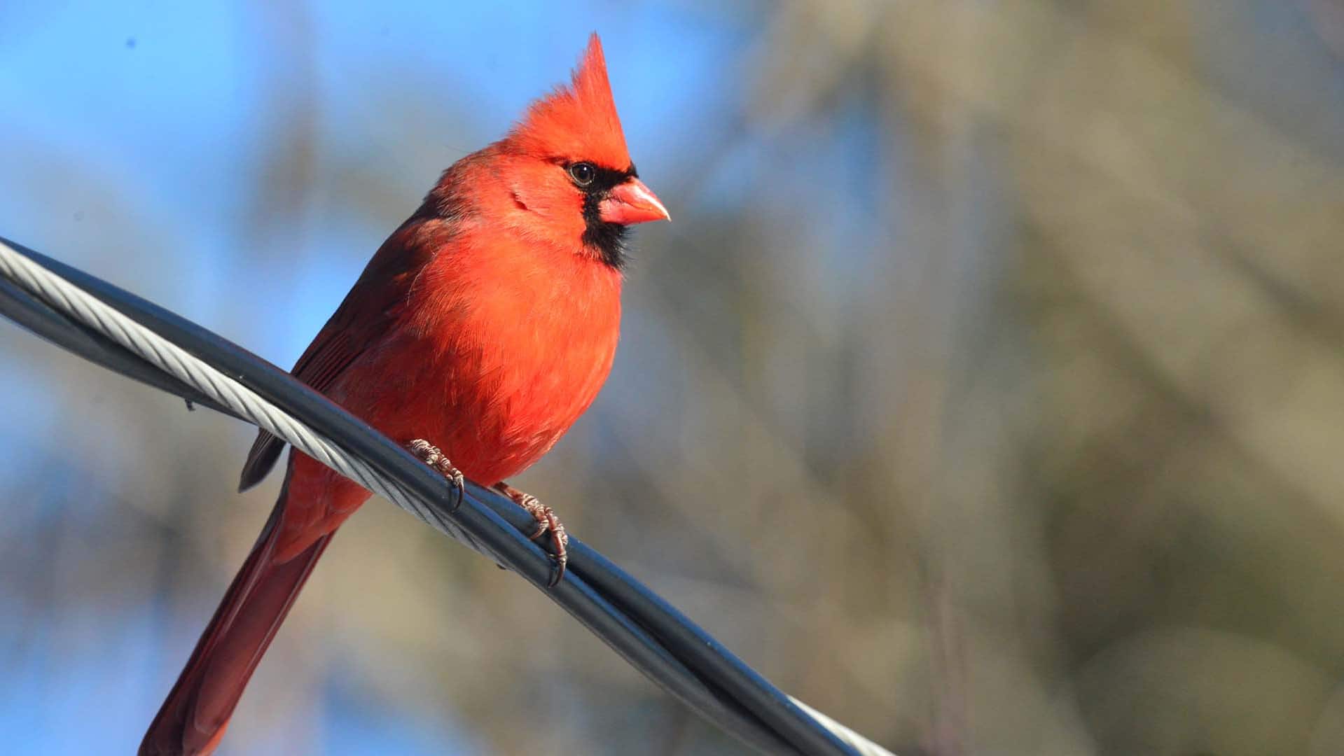 how a winter bird count became an important tool in tracking climate impacts 1