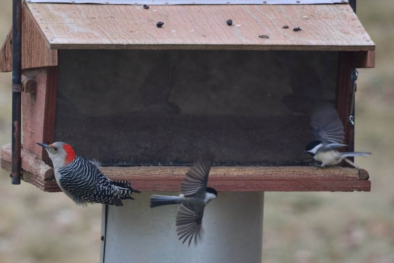 A red bellied woodpecker and two chickadees at a wooden birdfeeder 