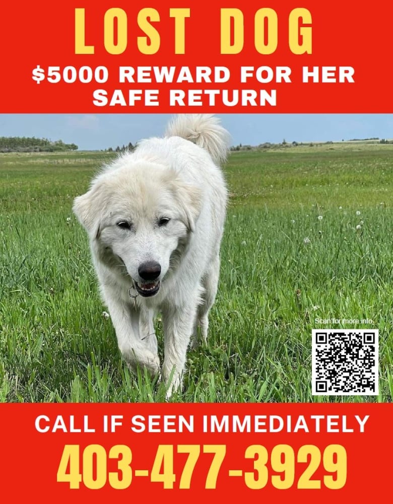 A bright red missing dog poster states the owners are willing to pay $5,000. Anyone with information is asked to call 403-477-3929.