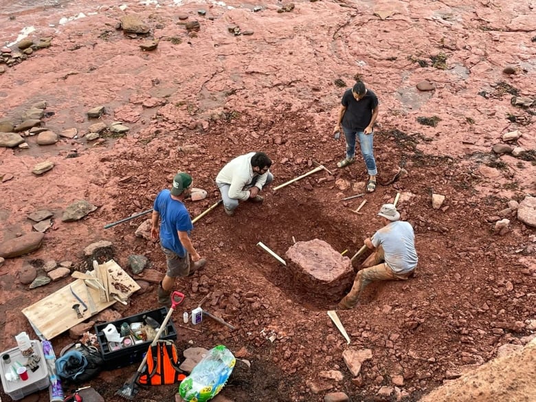 A fossil being dug up on a PEI beach 