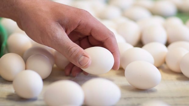 Certain eggs recalled in Saskatchewan due to salmonella