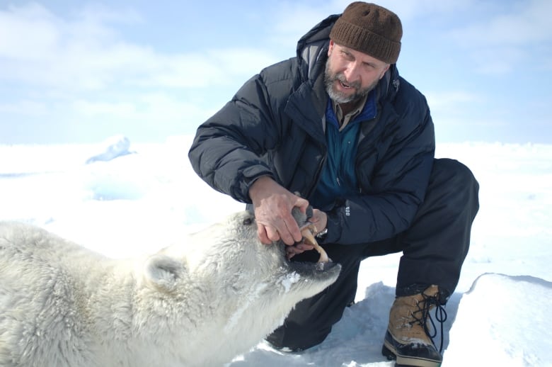 Biologist holds the mouth open on a tranquilized polar bear for research purposes.