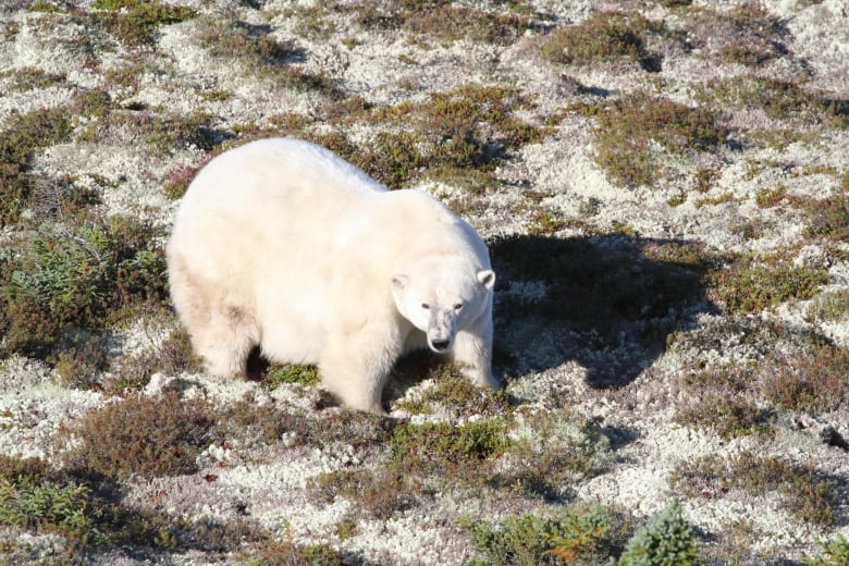 Large polar bear among plants