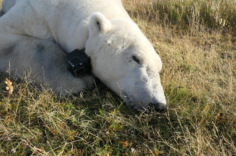 Large polar bear on grass with camera collar, appearing to sleep.