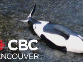 Baby orca 'not ready' to leave remote B.C. lagoon despite 'perfect unison' to herd with oikomi pipes
