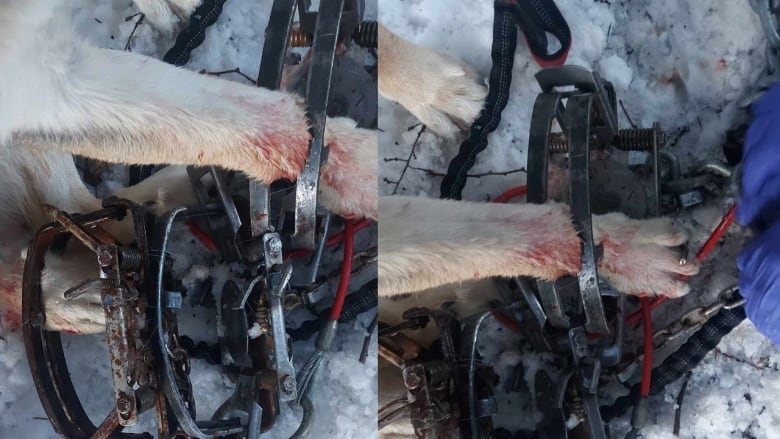 A composite image shows two photos of a dogs legs stuck in traps