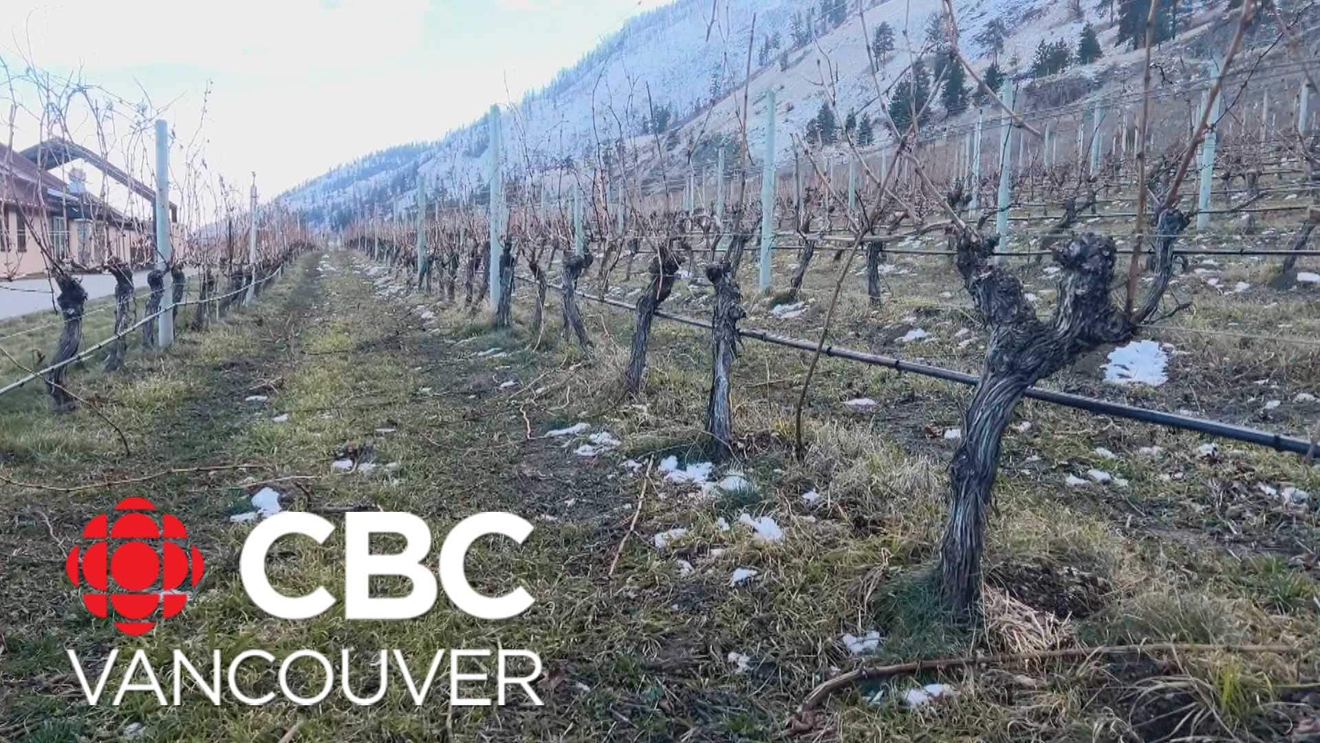 Feds top up winemakers with $177M to help sector adapt to climate change, cost increases