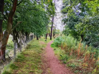 A narrow woodland walking path curves between leafy trees near West Calder, Scotland.