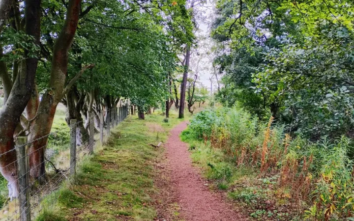 A narrow woodland walking path curves between leafy trees near West Calder, Scotland.