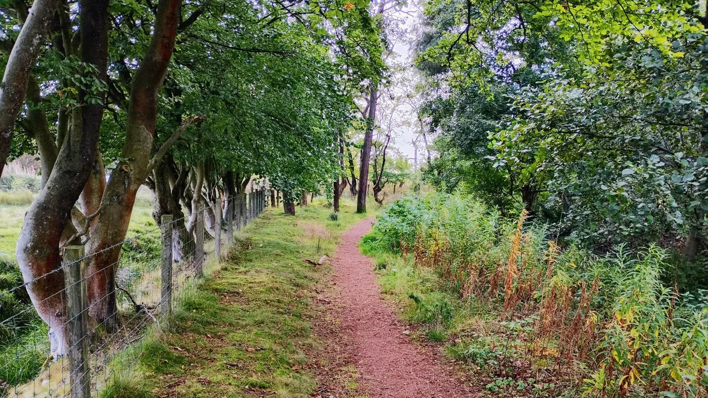 A narrow woodland walking path curves between leafy trees near West Calder, Scotland.